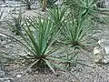 Agave lechuguilla