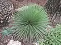 Agave stricta