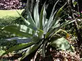 Leaning, as its inflorescence matures.