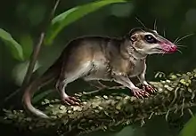 Agilodocodon, a tree shrew-like arboreal insectivore