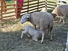 Lamb of Sisteron with its mother