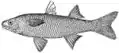 Dajao(Agonostomus monticola)