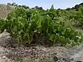 Grapevine of Airen, the most planted vat grape in the world