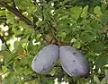 Bluish variety of A. trifoliata