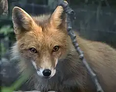 Red fox