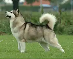 A white and grey husky-like dog faces left. Its tail curves over its back.