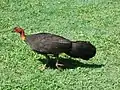 Female Australian brushturkey