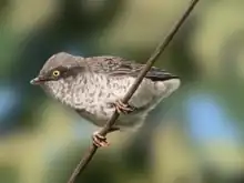 Life reconstruction of Alexornis antecedens.