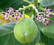 Algodón de seda(Calotropis procera)