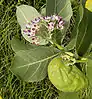 Calotropis procera