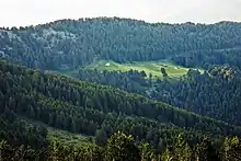 A meadow and a forest