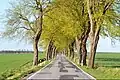 Country road as an avenue in Germany