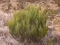 Allocasuarina nana, commonly known as the Dwarf She-Oak, found on Kings Tablelands, 2011.