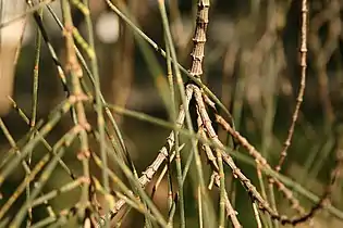 Penultimate woody branchlets