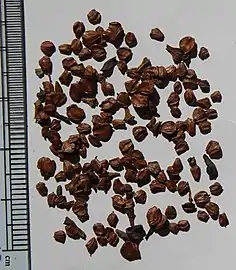 Seeds