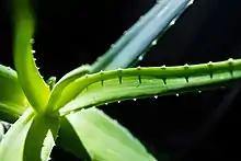 Aloe Vera houseplant