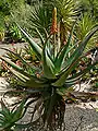 Aloe africana (Uitenhage aloe)