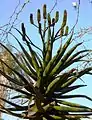 Aloe rupestris (bottlebrush aloe)