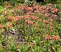 Aloe maculata - prev. A. saponaria (soap aloe)