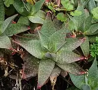 Green leaves of Aloe maculata show red tips