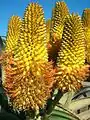 Aloe thraskii; endemic to the Maputaland-Pondoland-Albany Hotspot