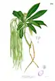 Alstonia spectabilis