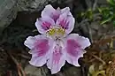 Alstroemeria pelegrina flower