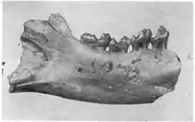 Lower jaw of "Altanius orlovi"