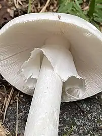 Pendant veil of Amanita bisporigera