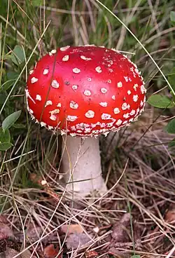 Psychotropic mushroom Amanita muscaria, commonly known as "fly agaric"