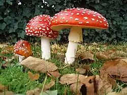 Basidiocarps of Amanita muscaria, an agaric.