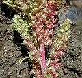 Green amaranth (A. hybridus)