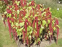 Love-lies-bleeding (A. caudatus)