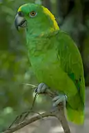 A green parrot with a yellow nape and forehead