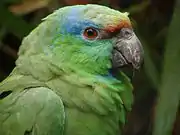 A green parrot with a red forehead and eye, and blue eyebrows