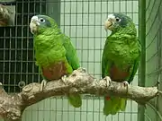 A green parrot with a pink-speckled belly, dark-grey cheeks, and a white forehead and eye-spots