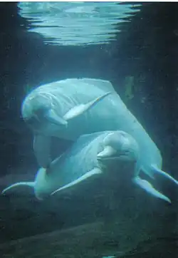 Amazon river dolphin