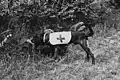 Ambulance dogs search for wounded men through scent and hearing.