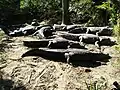 American alligators