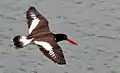 In flight in western Florida