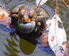 American toad chirp - mating call