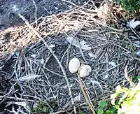 Nest at Chase Lake