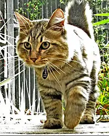 American Bobtail