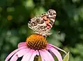 American lady on purple coneflower in Brooklyn, New York