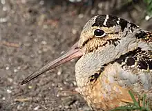 Closeup of face of long-billed bird