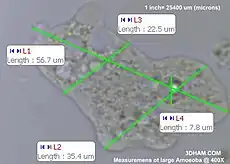 Measurements of a large amoeba at 400x.