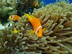 Amphiprion Nigripes with their anemone in Vilamendhoo Maldives