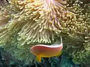 A. akallopisos (skunk anemonefish) lacks a white head bar.