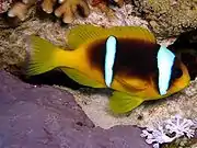 A. bicinctus (Two-band anemonefish)