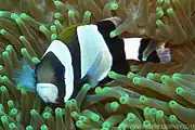 A. latezonatus (wide-band anemonefish)